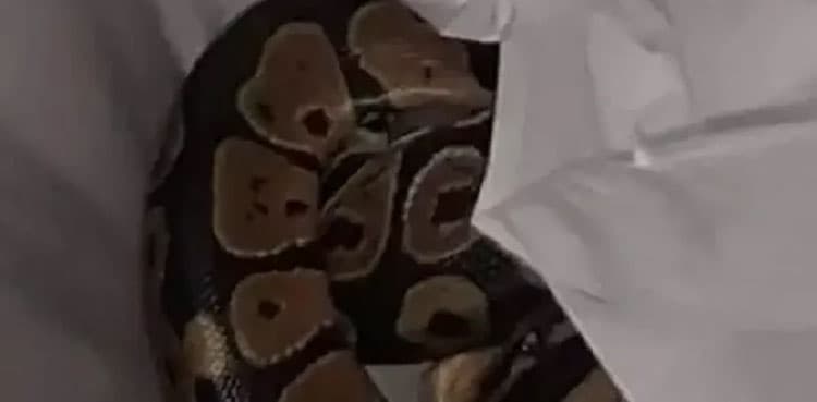 Woman grabs giant python assuming it is 'snake print garment'
