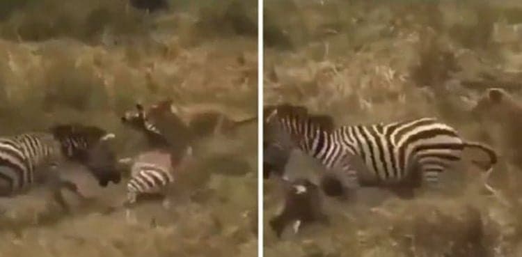 Viral video: Zebra saves his friend from the lioness' clutches