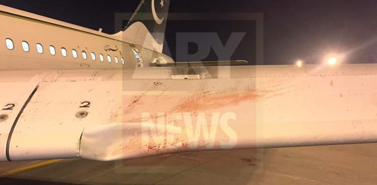 Four PIA planes hit by birds at different airports in Pakistan