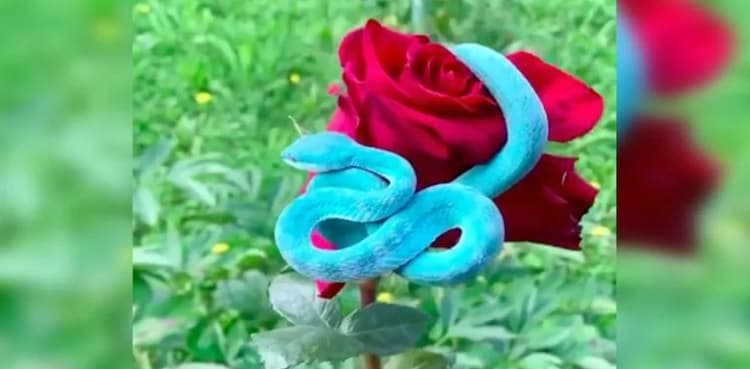 Video of 'incredibly beautiful' blue snake coiling around red rose goes viral