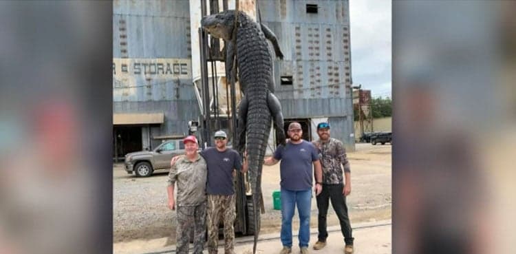 'Longest' alligator weighing 8,00 pounds caught in Arkansas