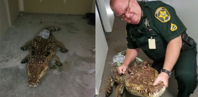 Alligator in storage shed turns out to be 'pool floatie'