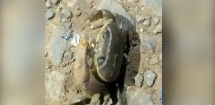 Bizarre video shows crab smoking cigarette on beach