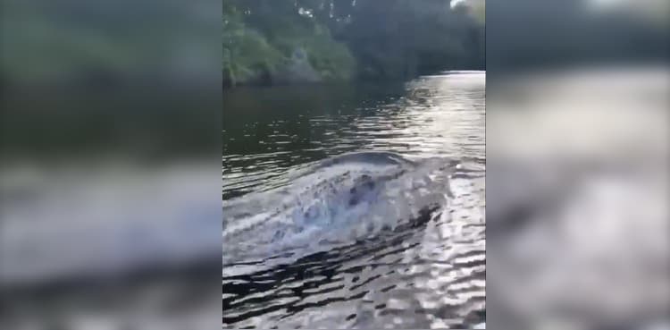 Crocodile races with speedboat, video goes viral