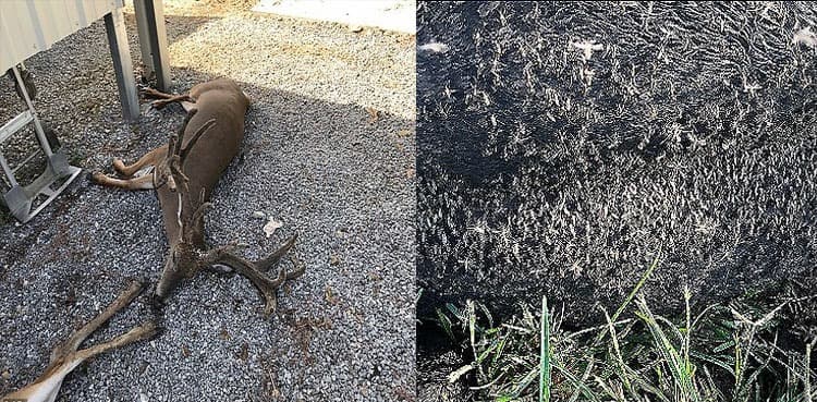 Thick swarms of mosquitoes killing livestock in US after Hurricane Laura
