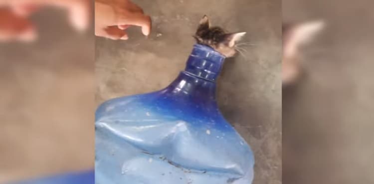 Firefighters rescue kitten trapped inside large water jug