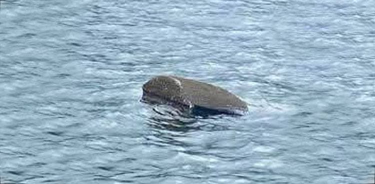 Mysterious floating 'coffin' spotted in river causes stir