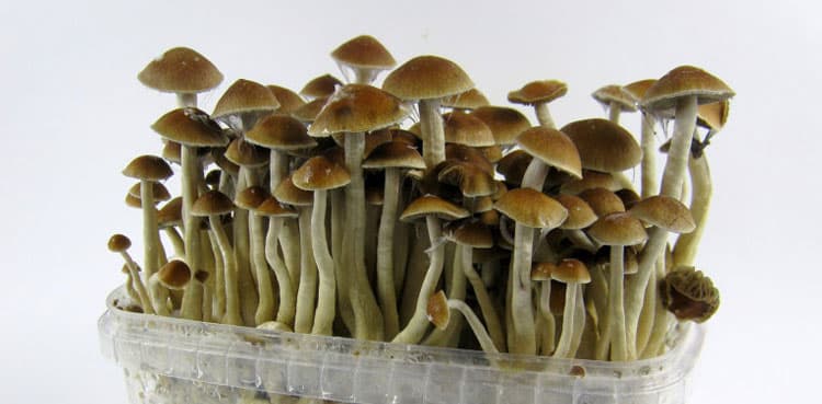 Google search about mushrooms leads police to murder suspect