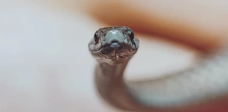 Cops posted outside Haleem Adil Shaikh's cell describe snake recovery