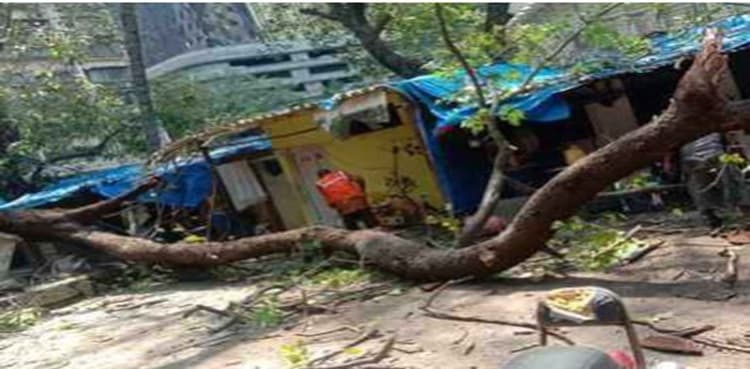 Child dies after tree branch falls on him in India