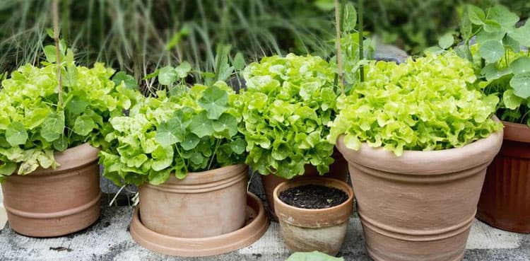 Man dies after pot plant turns his brain to 'liquid'