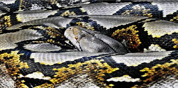 10-foot-long python dies after swallowing deer