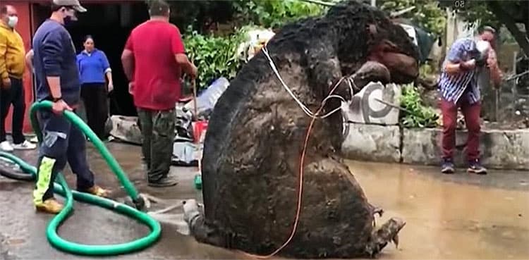 'Giant rat' discovered during clearance of drainage system