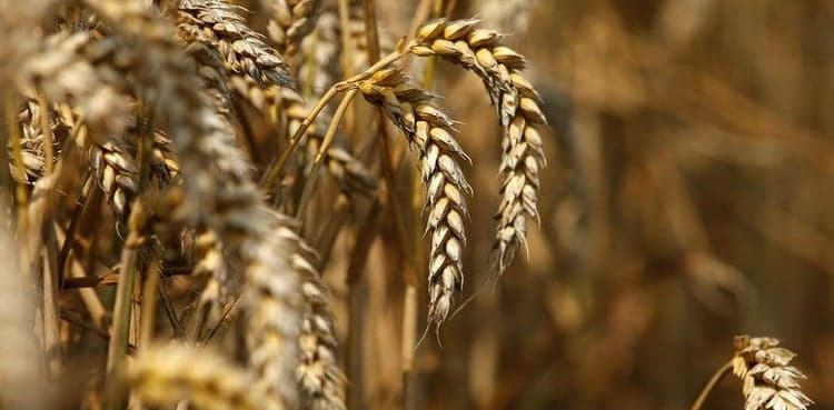 India acts to seize gap in wheat export market left by Ukraine war