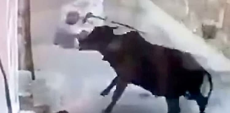 WATCH: Bull throws man into air after he hits him with stick     