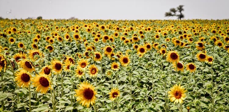 Sindh govt plans insurance of crops from commercial banks, companies