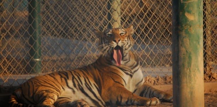 Female tiger dies in fight at Peshawar Zoo