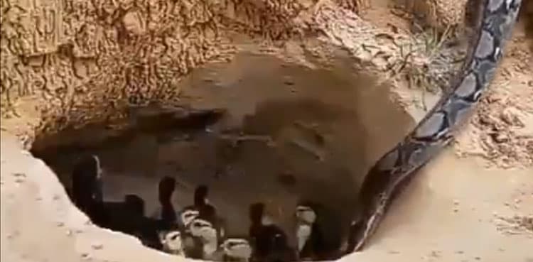 Heartbreaking video: Mother duck sacrifices life to save ducklings