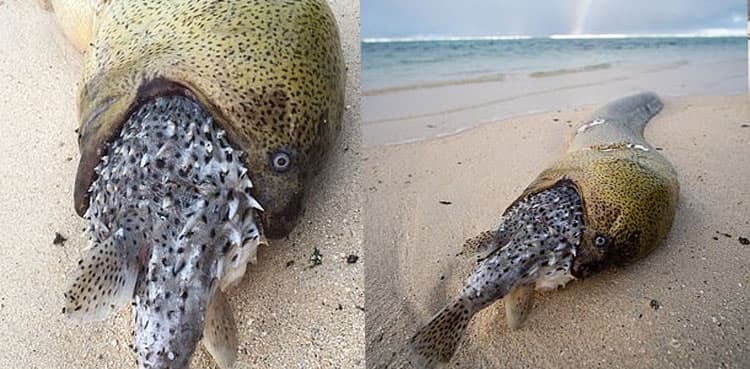 Eel dies after trying to feed on deadly puffer fish