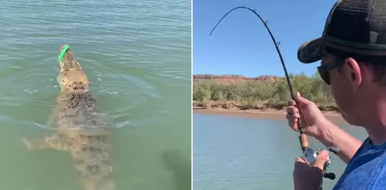 Fisherman accidentally hooks crocodile, video goes viral  