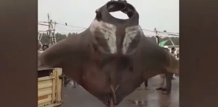 WATCH: Fisherman catches two gigantic manta rays