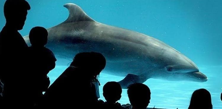 The robot dolphin that could replace captive animals at theme parks one day