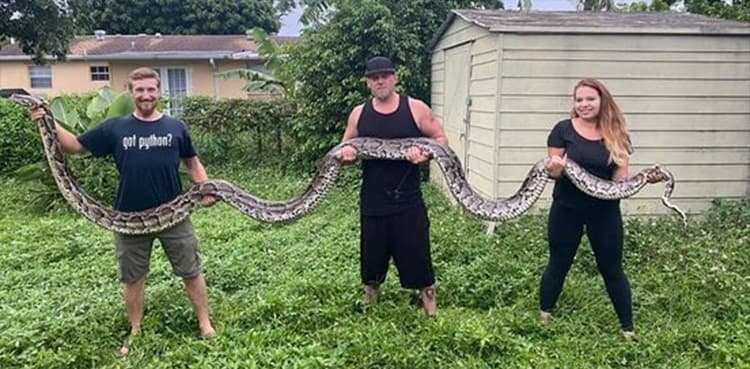 Snake hunters catch 'longest ever Burmese python'