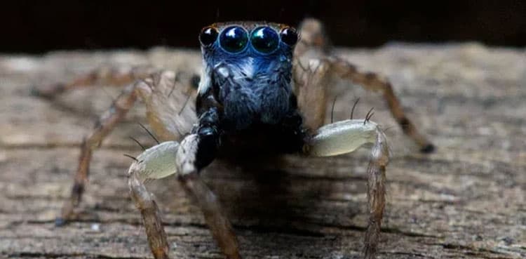 Woman discovers new species of spider with blue face, 8 eyes