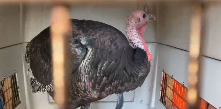 Wildlife expert disguises as frail woman to capture aggressive turkey