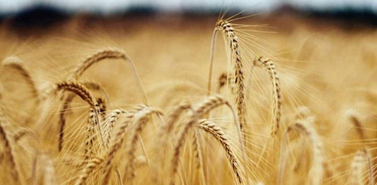 More crop, more relief: Fed govt plans special package for farmers    