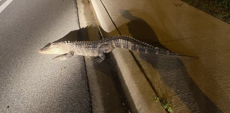 Alligator, driver safe after late night confrontation on road