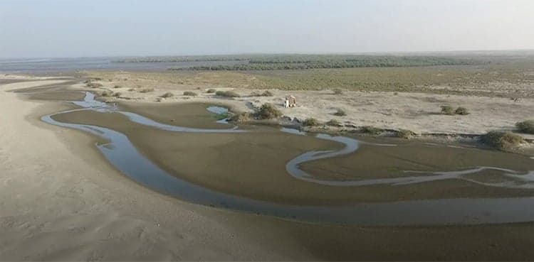 Bundal, Buddo islands are protective forests: Sindh Forest Deptt