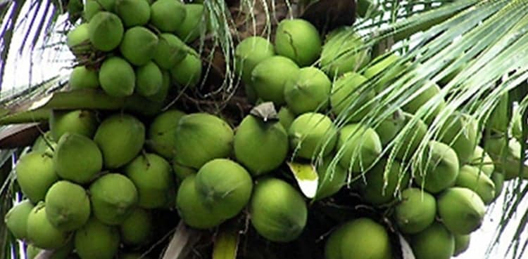 School provides relief to students by accepting tuition fees in coconuts