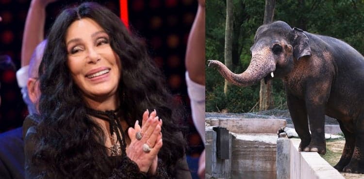 Pop star Cher set to visit Pakistan to see Kaavan off