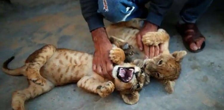 Palestinian baker keeps lion cubs as pets on apartment roof