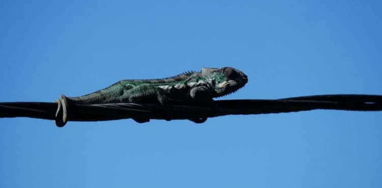 Video: Exotic lizard stranded on power line for three days rescued