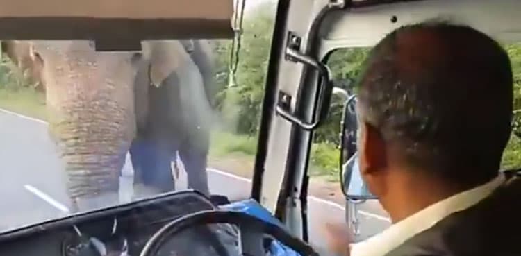 Elephant steals bananas from truck, video goes viral  