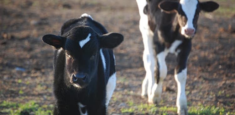 Villagers baffled by mutant cow with a fifth leg on its back