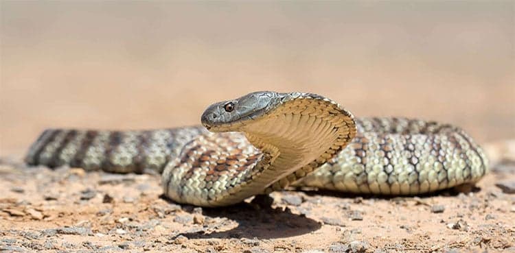 Wildlife expert’s tips help girl in surviving tiger snake bite  
