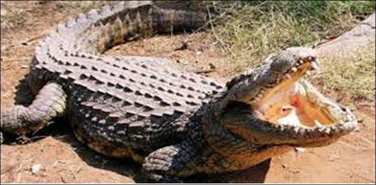 Woman finds rare crocodile in her house's backyard