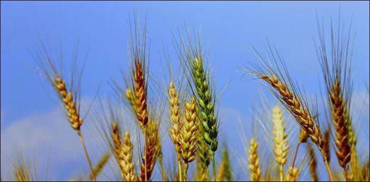 KP finalises first-ever food security policy
