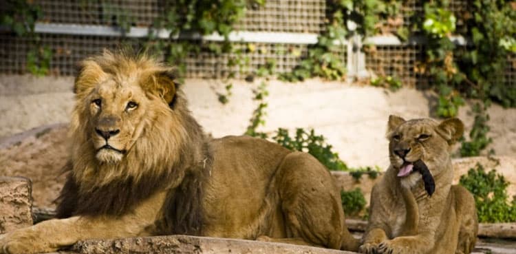 Four lions at Spanish zoo test positive for COVID-19