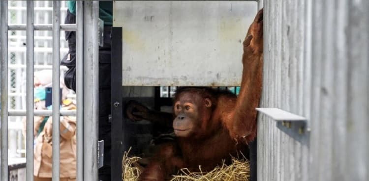 Smuggled orangutans start new life after repatriation to Indonesia