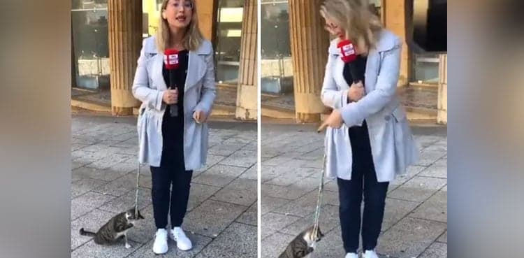 Adorable video: Cat interrupts journalist reporting from Beirut street
