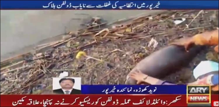Negligence of local admin claims life of rare Indus River Dolphin in Khairpur  