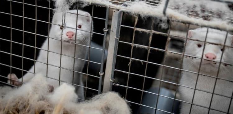 U.S. finds first case of coronavirus in wild animal, a Utah mink