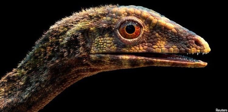 Scientists clarify origins of pterosaurs, the dinosaur era's flying reptiles