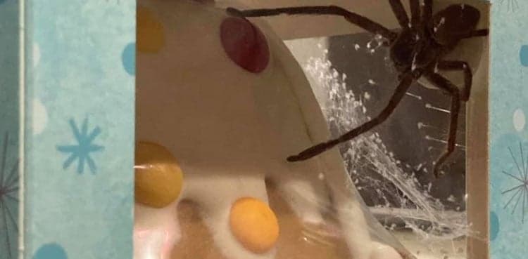 Woman finds giant spider inside her gingerbread house