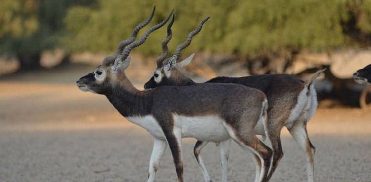Four black deer stolen from Lahore's Safari Park, minister summons report