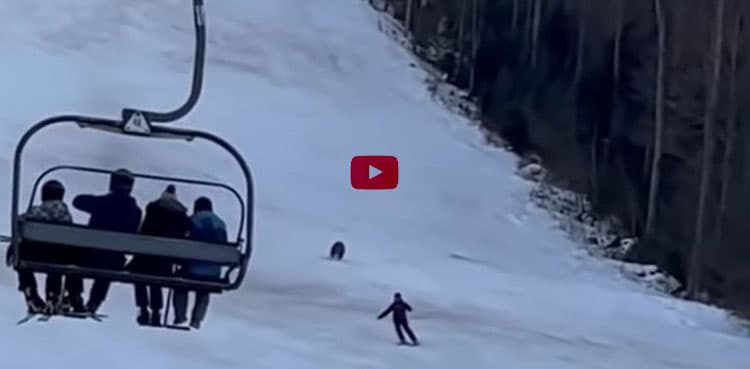 Terrifying video shows skier chased downhill by wild bear